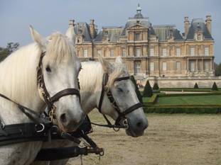 2 tetes percheron au chateau