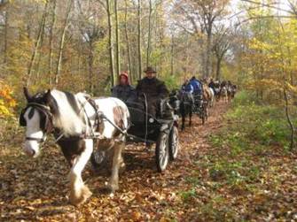 en groupe foret automne att & cav.JPG