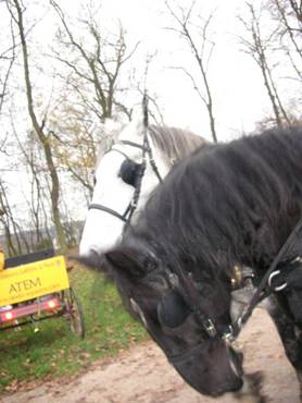 2 tetes percherons & atem